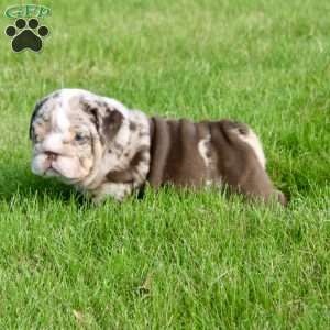 Leo, English Bulldog Puppy