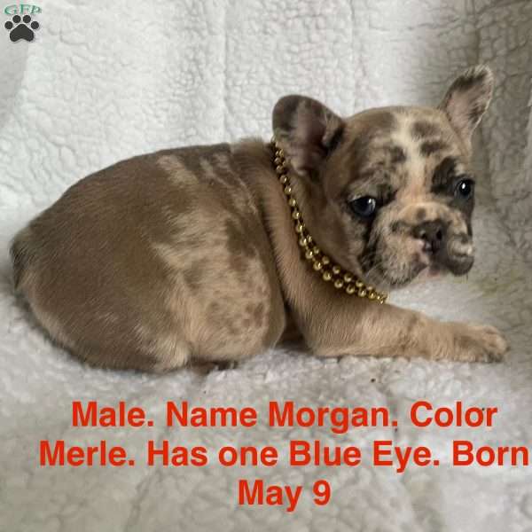 Morgan, French Bulldog Puppy