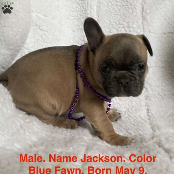 Jackson, French Bulldog Puppy