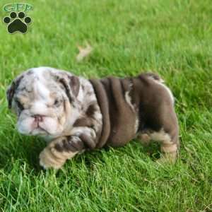 Leo, English Bulldog Puppy