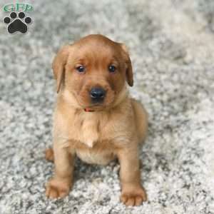 Charlie, Fox Red Labrador Retriever Puppy