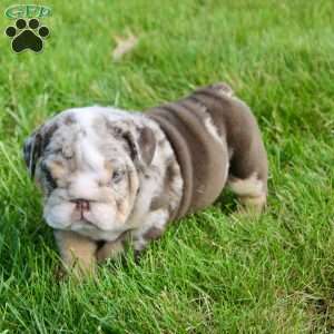 Leo, English Bulldog Puppy