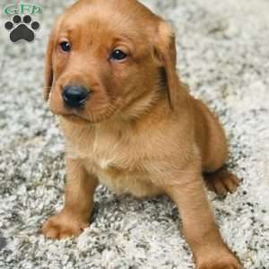 Milo, Fox Red Labrador Retriever Puppy