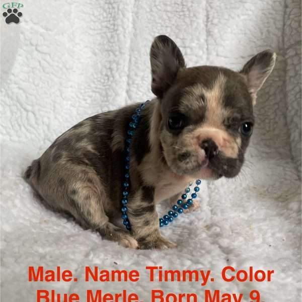 Timmy, French Bulldog Puppy