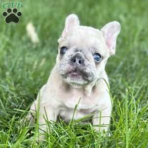 Mali, French Bulldog Puppy