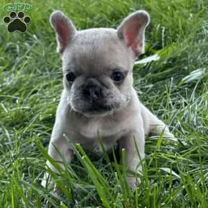 Mali, French Bulldog Puppy