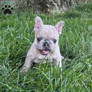Mali, French Bulldog Puppy