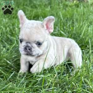 Mali, French Bulldog Puppy