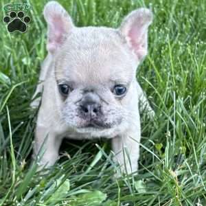 Mali, French Bulldog Puppy