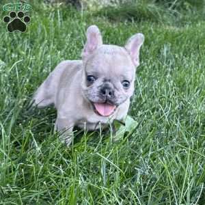Mali, French Bulldog Puppy