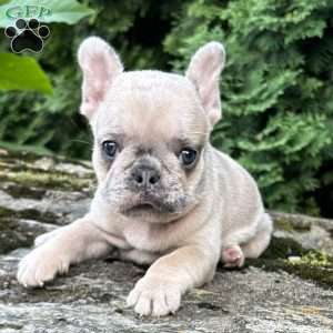 Mali, French Bulldog Puppy