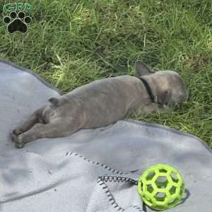 Jet, French Bulldog Puppy