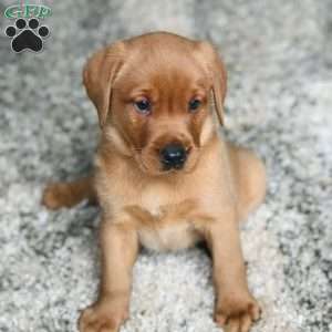 Charlie, Fox Red Labrador Retriever Puppy
