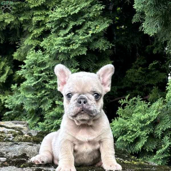 Mali, French Bulldog Puppy