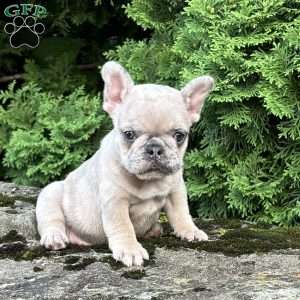 Mali, French Bulldog Puppy