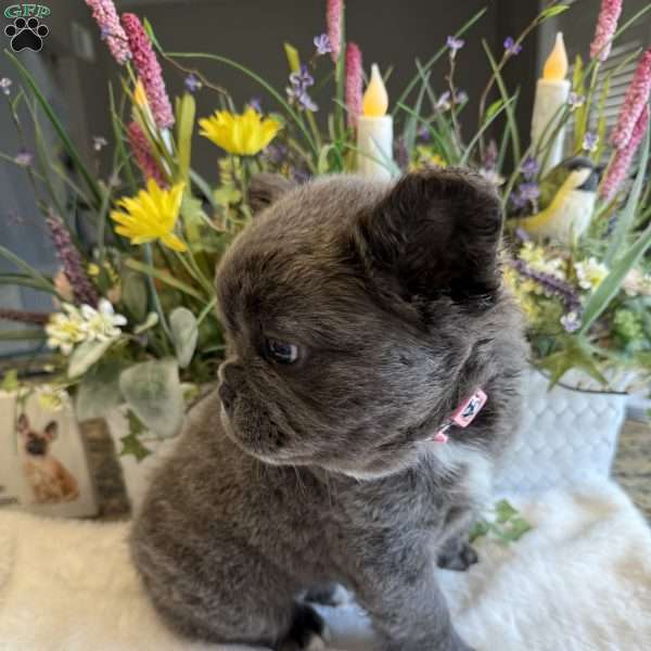 Fiona, French Bulldog Puppy