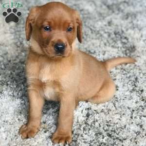 Tucker, Fox Red Labrador Retriever Puppy