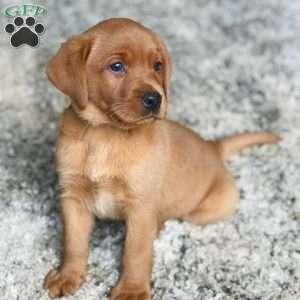 Tucker, Fox Red Labrador Retriever Puppy