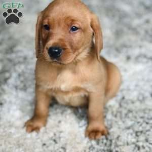 Milo, Fox Red Labrador Retriever Puppy