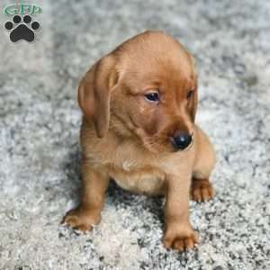Milo, Fox Red Labrador Retriever Puppy