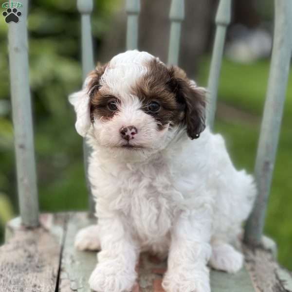 Popo, Shih-Poo Puppy