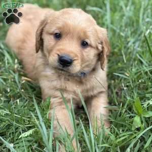 Denver, Golden Retriever Puppy