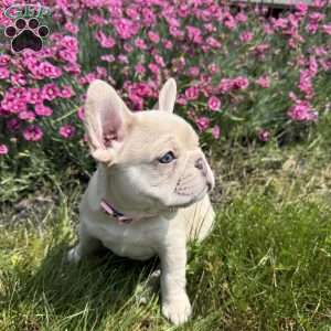 Chanel, French Bulldog Puppy