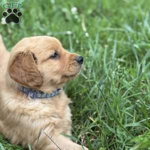 Denver, Golden Retriever Puppy