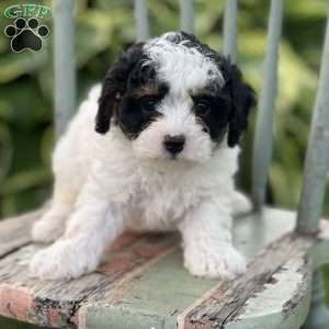 Prince, Shih-Poo Puppy