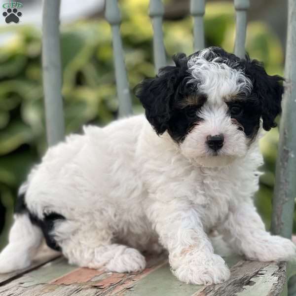 Prince, Shih-Poo Puppy