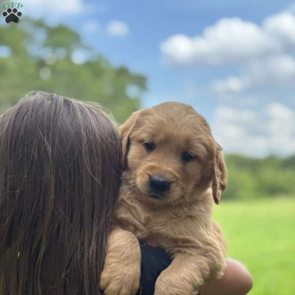 Denver, Golden Retriever Puppy