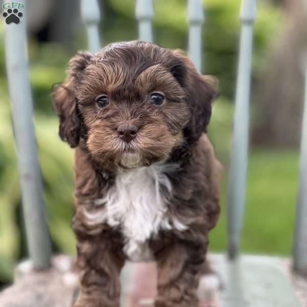 Porter, Shih-Poo Puppy