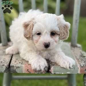 Pretzel, Shih-Poo Puppy