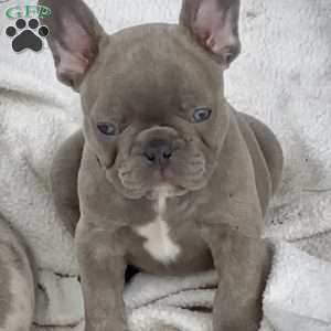 Jet, French Bulldog Puppy
