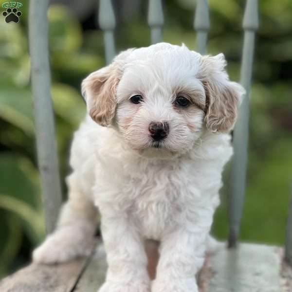 Pretzel, Shih-Poo Puppy