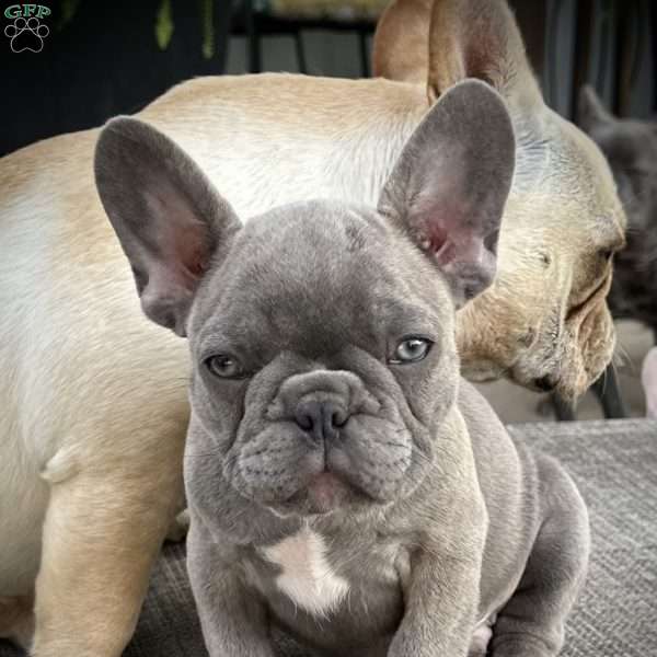 Jet, French Bulldog Puppy