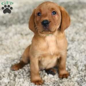 Milo, Fox Red Labrador Retriever Puppy