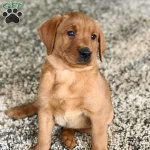 Charlie, Fox Red Labrador Retriever Puppy