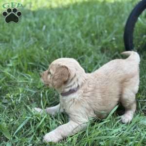 Posie, Golden Retriever Puppy