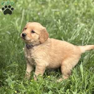 Posie, Golden Retriever Puppy