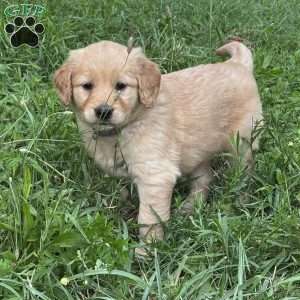 Posie, Golden Retriever Puppy