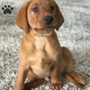 Milo, Fox Red Labrador Retriever Puppy