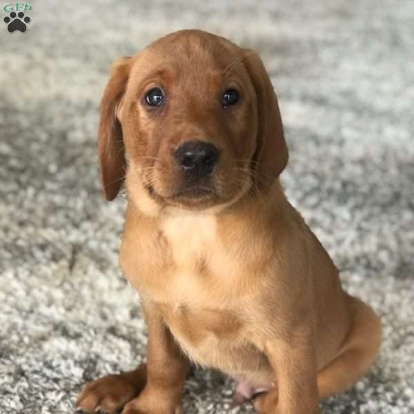 Milo, Fox Red Labrador Retriever Puppy