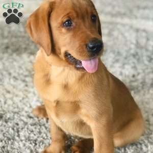 Charlie, Fox Red Labrador Retriever Puppy