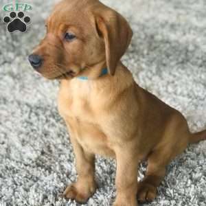 Tucker, Fox Red Labrador Retriever Puppy