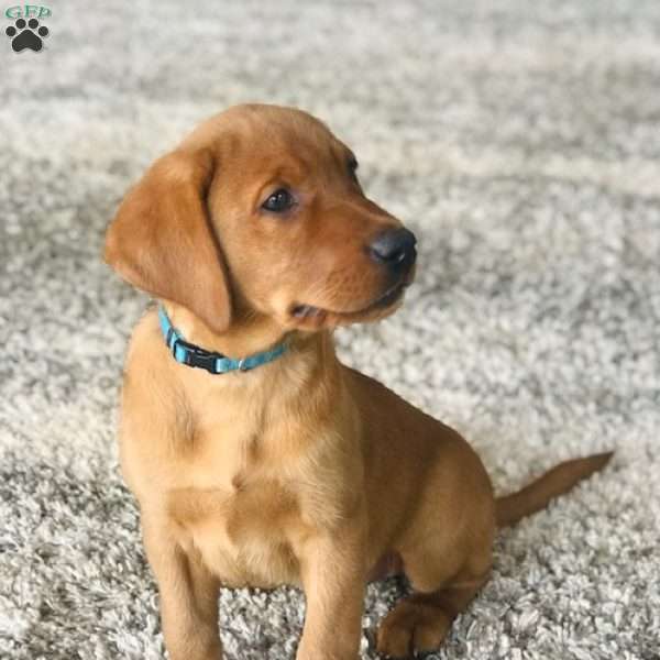Tucker, Fox Red Labrador Retriever Puppy