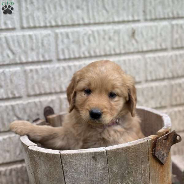 Journey, Golden Retriever Puppy