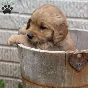 Journey, Golden Retriever Puppy