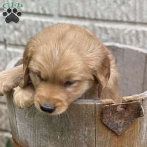 Journey, Golden Retriever Puppy