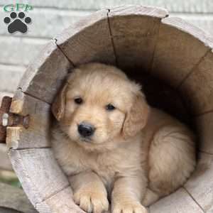Pierre, Golden Retriever Puppy